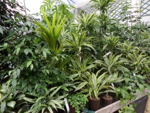 plante hydroculture