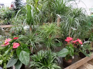 plante hydroculture