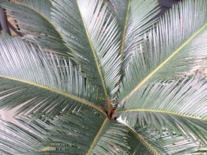plante verte