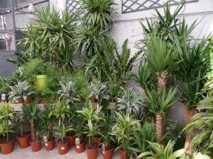 plante verte