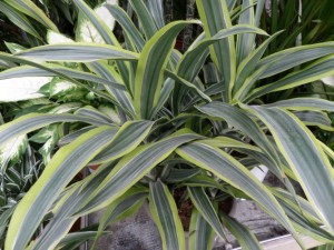 plante verte