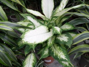 plante verte
