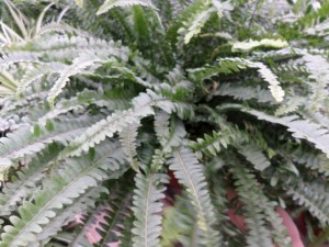 plante verte