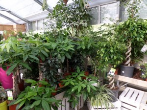 plante verte