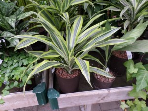 plante hydroculture