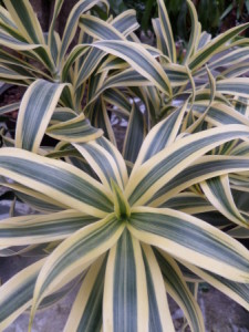plantes vertes plv