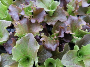 salade feuille de chêne rouge