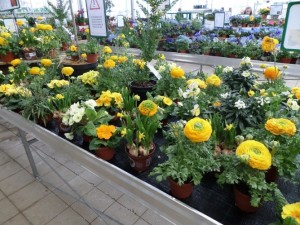 plantes à massif début avril