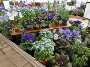 plantes à massif début avril