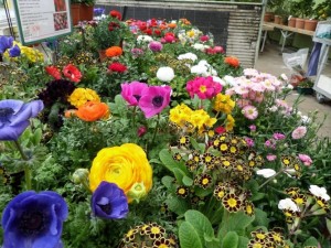 plantes à massif début avril
