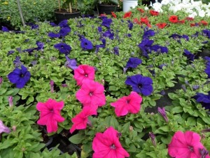 petunia
