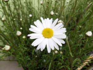 leucanthemum