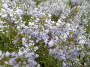 veronica prostrata
