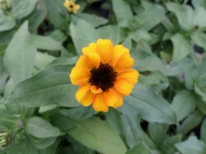 zinnia nain