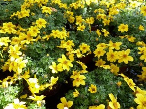 bidens