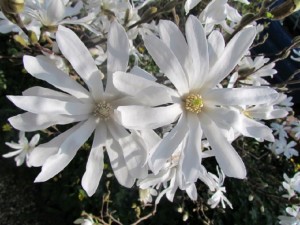 magnolia stellata