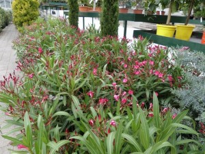 nerium oleander