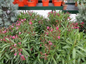 nerium oleander