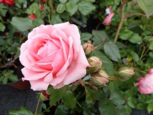 rosier rose