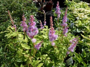 astilbe
