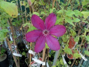 clematis little nell