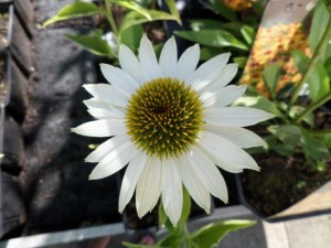 echinacea