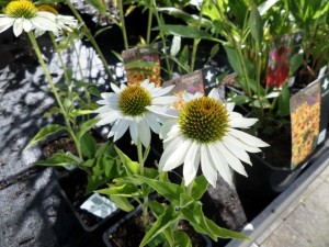 echinacea