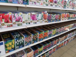 bulbes printemps