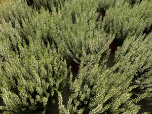 calluna