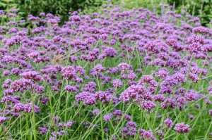 verbena bonariensis (internet)