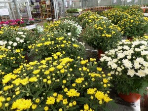 chrysanthème 01