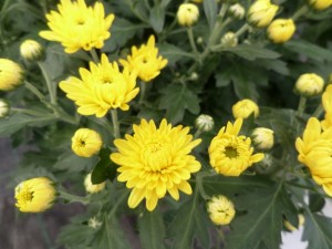 chrysanthème 02