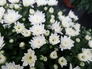 chrysanthème 03