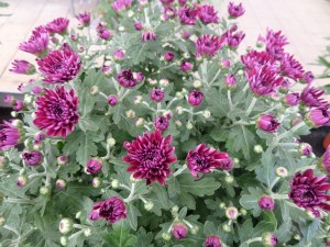 chrysanthème 04