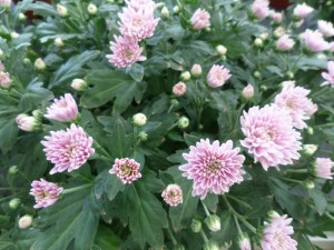 chrysanthème 05