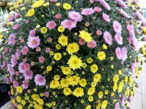 chrysanthème 06