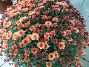chrysanthème