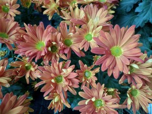 chrysanthème 08