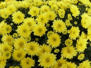 chrysanthème 09