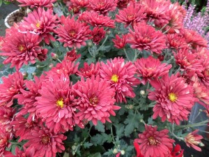 chrysanthème 10