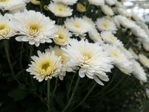 chrysanthème 12
