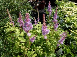 astilbe