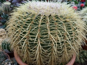 cactus 02