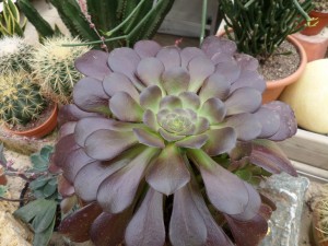 cactus 03