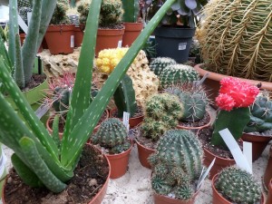 cactus 04