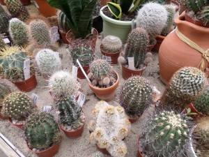 cactus05
