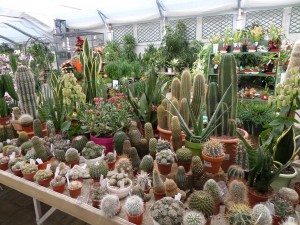 cactus06