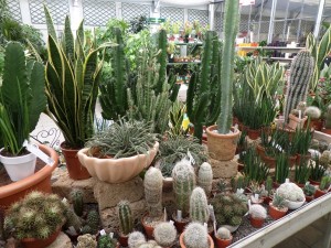 cactus07