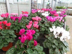 cyclamen