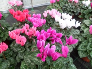 cyclamen